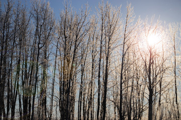 Fototapeta premium Thick layers of frost clinging to birch bark trees with bright sunburst background