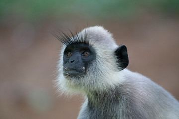 Gray or Hanuman Langurs