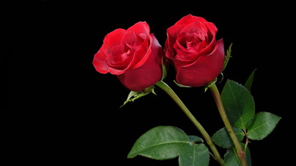 Two red roses isolated on black