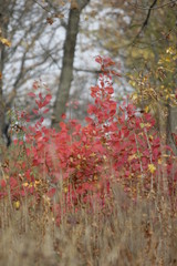 red tree in autumn