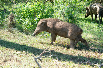 wild boar in the forest