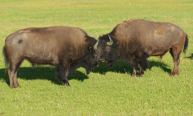 Bison rolling in the dust and play fighting in Yellowstone.