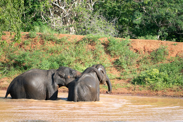 elephants in water