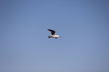 Obraz premium seagull 