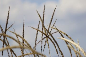 grass on background of blue sky