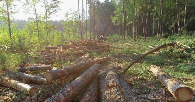 Many felled trees in the logging site, a lumberjack machine on the background of fallen trees