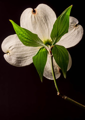 A Closeu image of a beautiful Dogwood Tree Flower with green leaves and white petals.