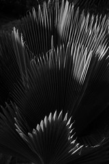 Black and White Photo of Sun Rising on a Palm Leaf