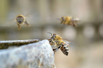 Three bees