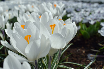 Obraz premium Colorful crocuses blooming in spring in the famous Dutch tulip park. Taken in Keukenhof, Netherlands.