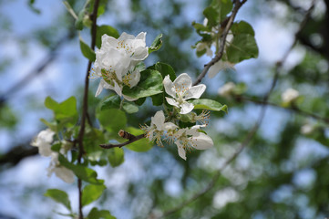 Blooming apple tree branch in sunny day