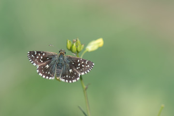 Hesperiidae / Sarı Bantlı Zıpzıp / / Pyrgus sidae
