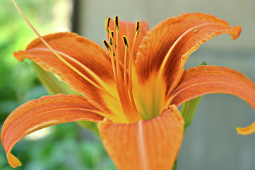 Orange flower