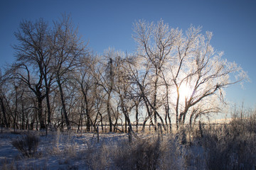 Frost covered branches amidst white snow in the heart of winter