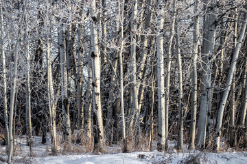 Frost covered branches amidst white snow in the heart of winter