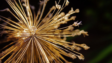 Macro Image of a Faded Queen Anne's Lace Flower