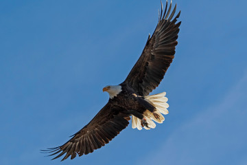 Bald eagle California wildlife