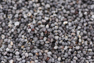 Macro of dried poppy seeds as a background.