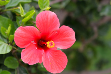 Obraz premium red hibiscus flower in the garden