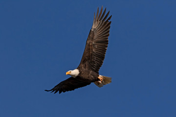 Bald eagle California wildlife