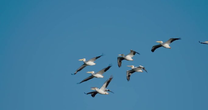 Group of white pelicans flying against solid, cloudless, blue sky in 4K slow-motion at  120 fps.
