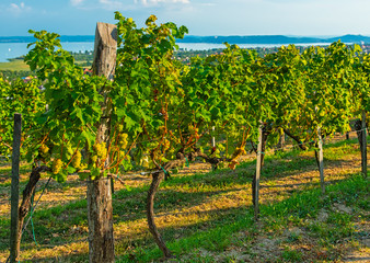 Fototapeta na wymiar Nice vineyard in autumn