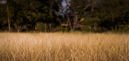 Obraz premium Autumnal colored grass in the park