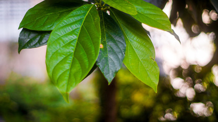 Obraz premium Green leaves in the park