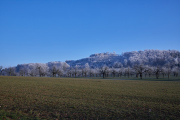 Sch&ouml;nmatt in Dornach - Winterlicher Garten der Kirschb&auml;ume und des Waldes