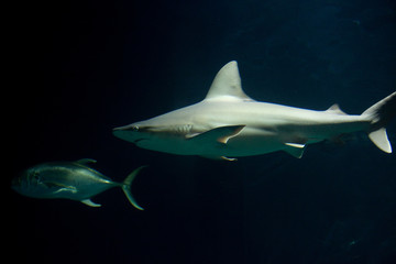 White shark in dark water. Predatory shark 