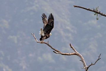 Bald eagle California wildlife