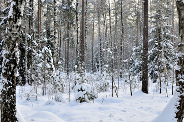 Snowy tunnel among tree branches. Path among winter trees with hoarfrost during snowfall. Atmospheric winter landscape.