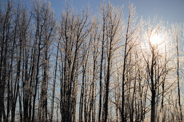 Frost covered branches amidst white snow in the heart of winter