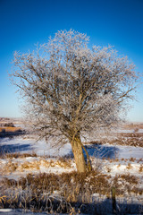 Frost covered branches amidst white snow in the heart of winter