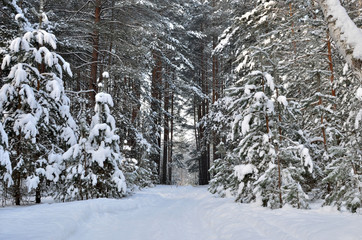 Fototapeta premium Many fir trees standing under the snow on the frosty winter.