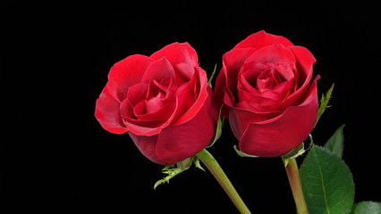 Two perfect red roses