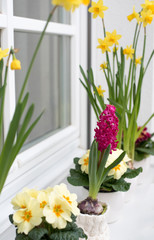 Colorful spring flowers on a window sill