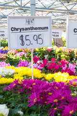 Benches of colorful flowers for sale in a greenhouse, with a sign advertising chrysanthemums