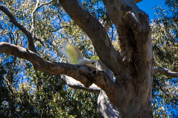 Australian Cockatoo