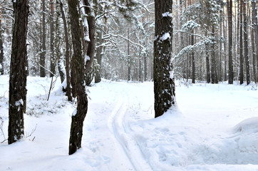 Wintry landscape scenery with modified crosscountry skiing way. Many fir trees standing under the snow on the frosty winter.