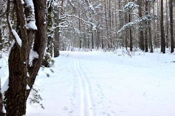 Fototapeta premium Wintry landscape scenery with modified crosscountry skiing way. Many fir trees standing under the snow on the frosty winter.