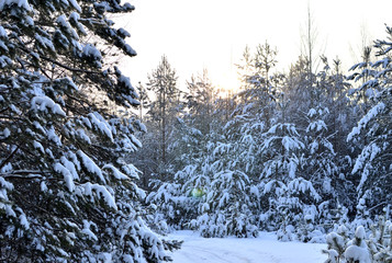 Sunny way in winter snowy forest. Trees covered with hoarfrost and snow in winter mountains. Christmas background