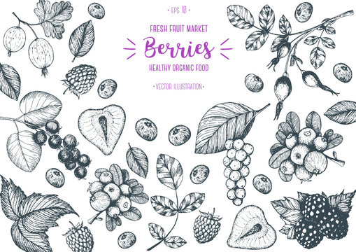 Berry hand drawn vector illustration frame. Hand drawn sketch illustration with strawberry, cranberry, briar berry, shadberry, blackberry, gooseberry Healthy food design template with berry.