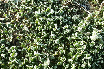 snow frost in winter on plant tree natural background