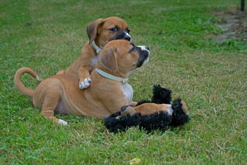 Two Boxer pups playing, biting on each other in green grass.