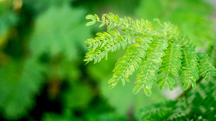 Green leaves in the park