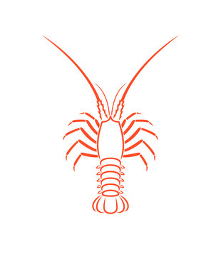 Spiny lobster outline. Isolated spiny lobster on white background