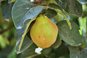 Healthy Eating, Healthy Lifestyle, quince