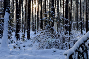 Fototapeta premium Beautiful winter landscape