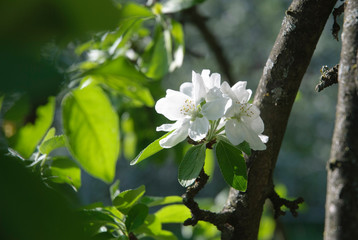 Beautiful apple tree branch with sun